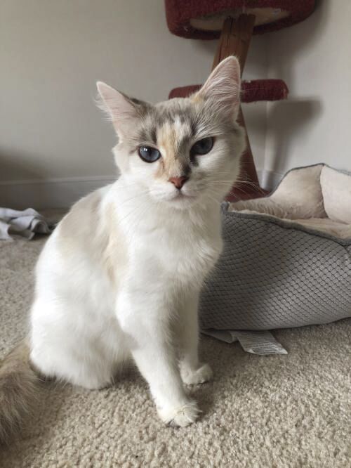 Pearl